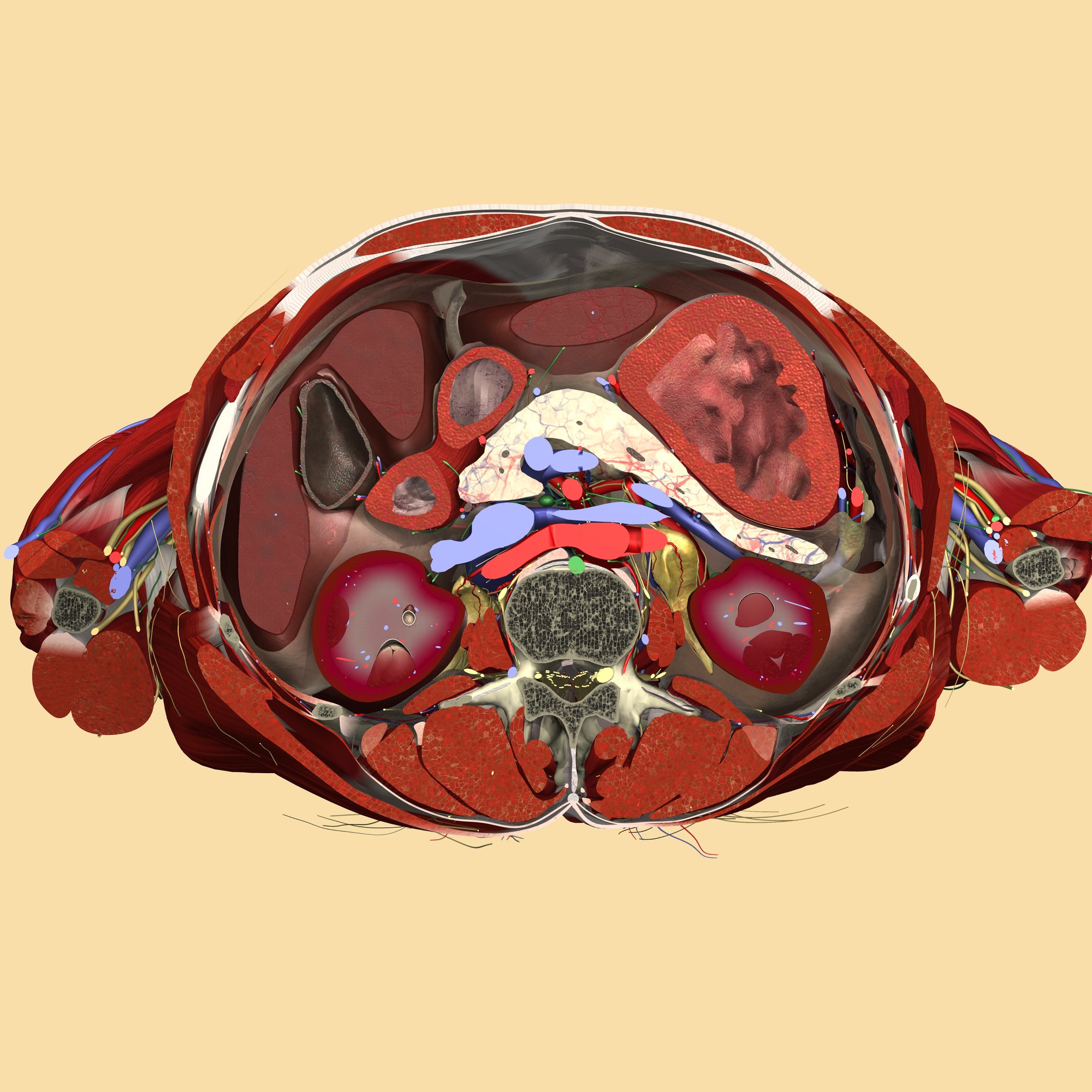 Abdomen, axial section - Website Image