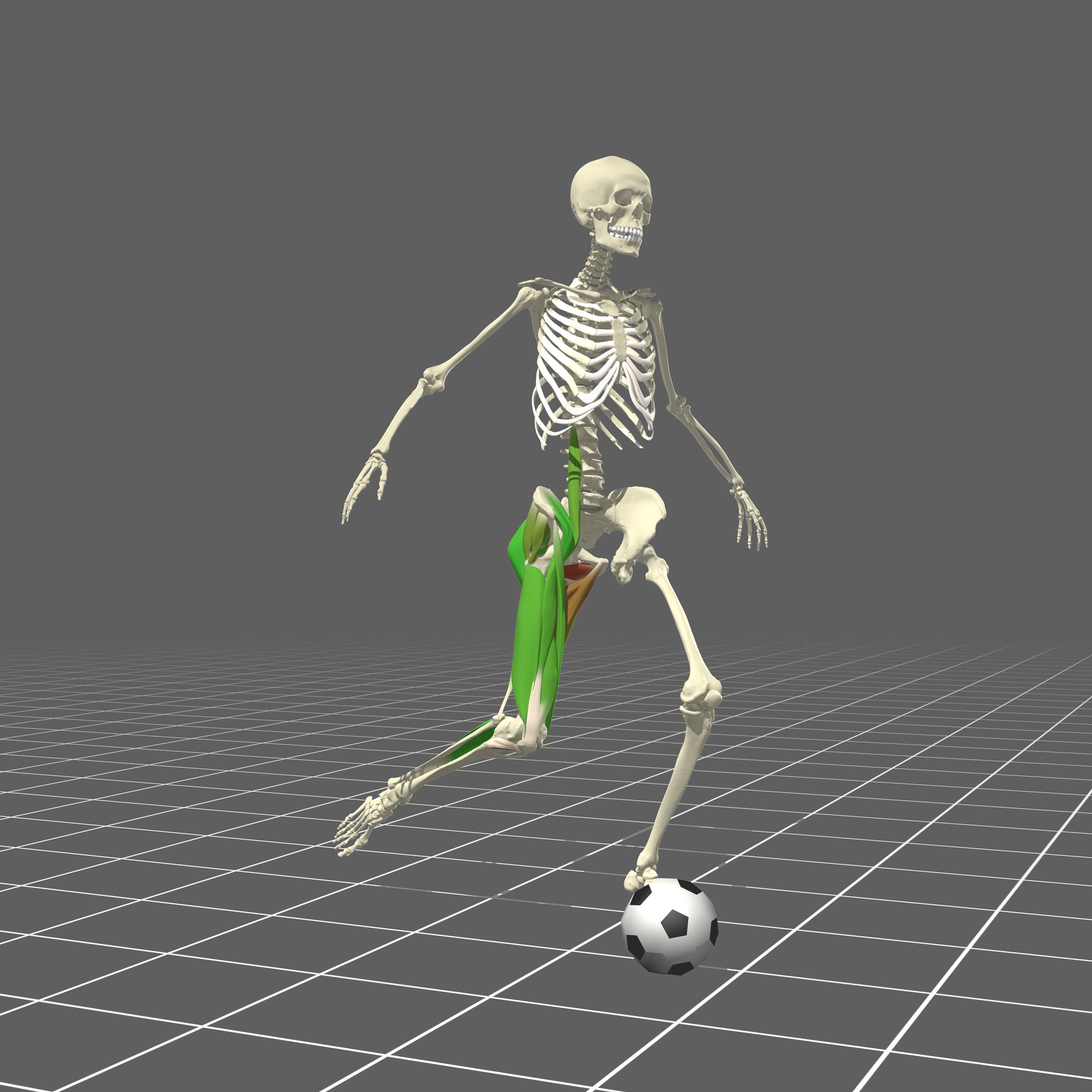 Primal Pictures - Kicking Soccer Ball