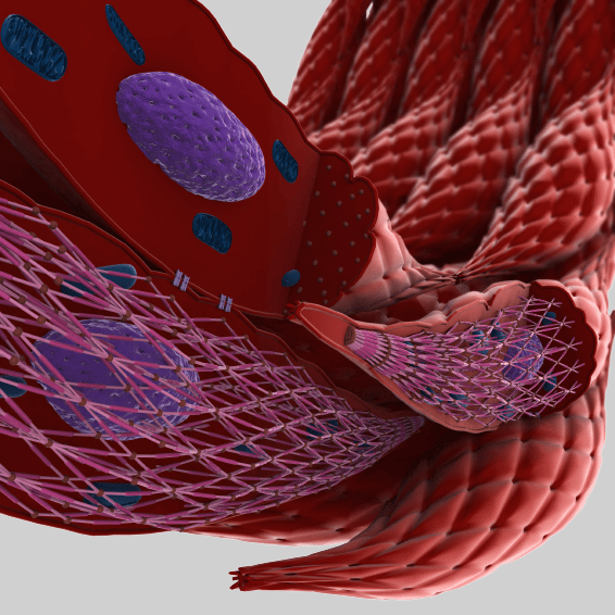 Primal Pictures - Structure of smooth muscle - Website Image