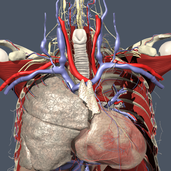 Primal Pictures - Thorax, heart in situ - Website Image