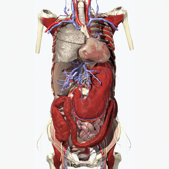 Primal Pictures - Trunk, overview - Website Image