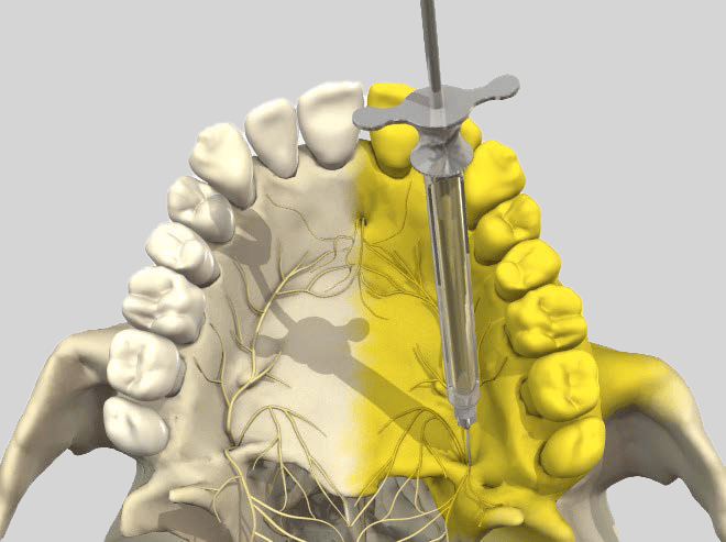 Primal Pictures Dental - Website Image