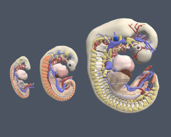 Primap Pictures - Embryology Screenshot - Website Image