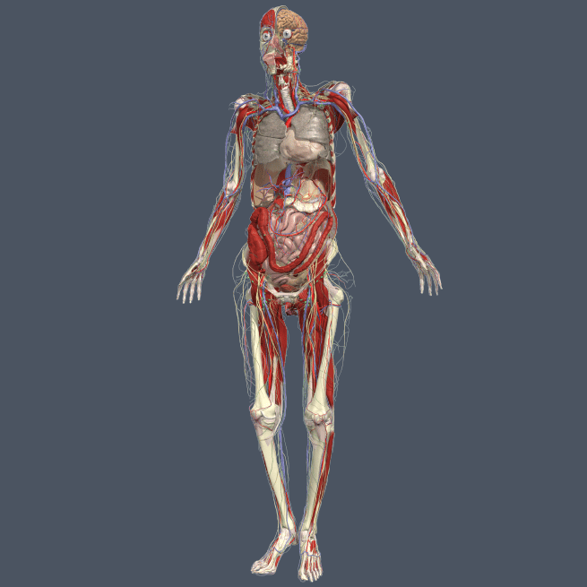 Website Image - Whole body, intermediate anatomy - Website Image