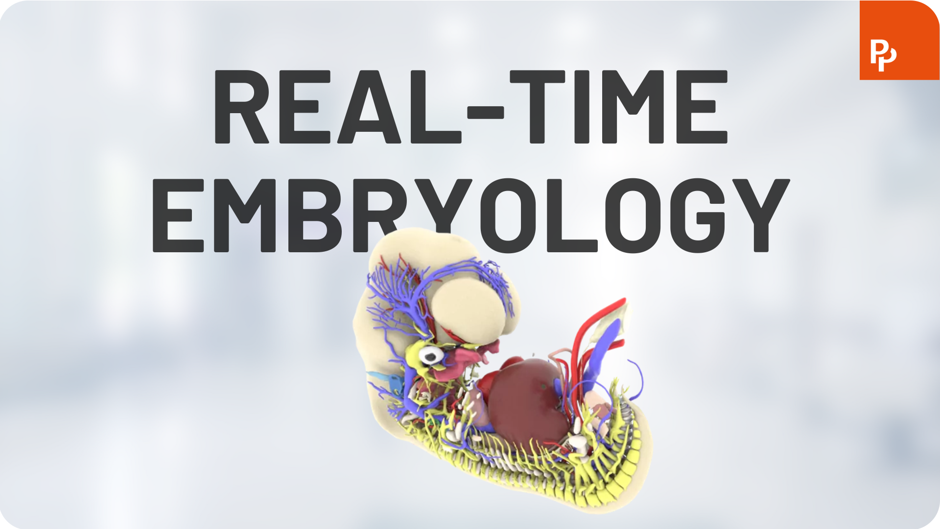 Website Image - Primal Pictures Page - Alternating Content Module - Real-Time Embryology Video Thumbnail